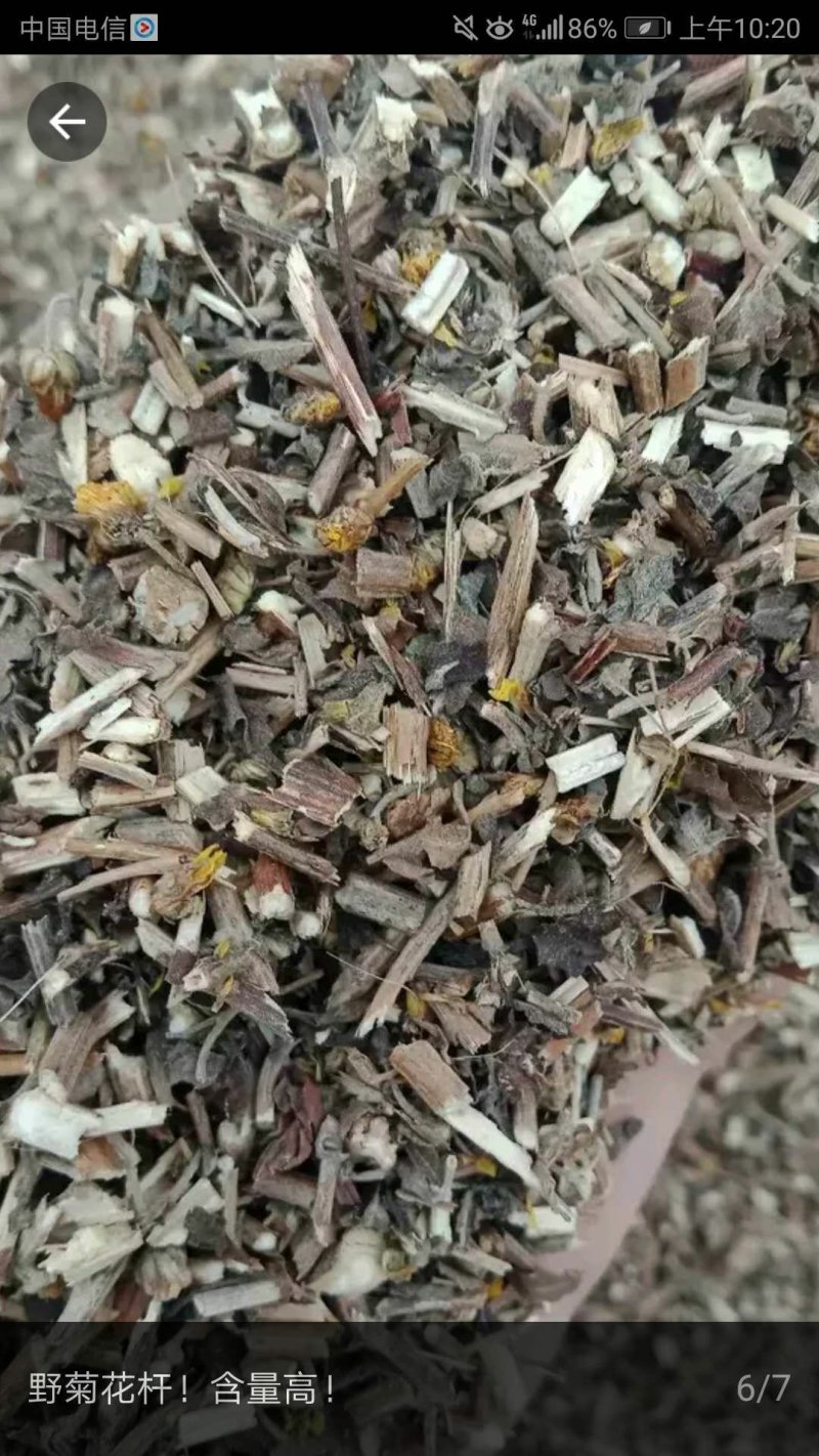 野菊花菊花杆片子