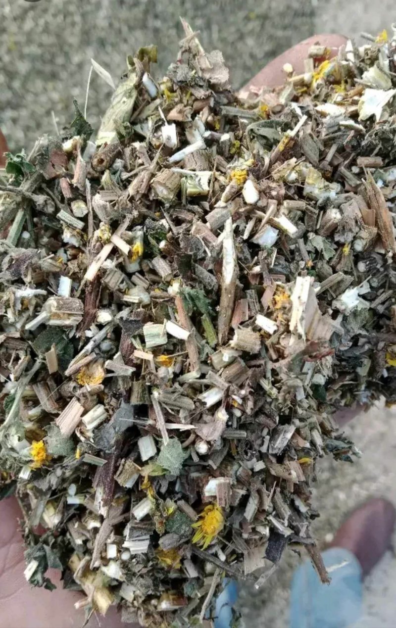 野菊花菊花杆片子