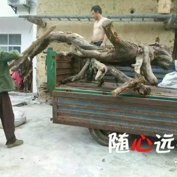 崖柏