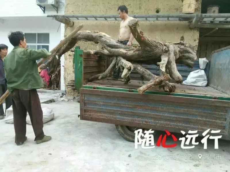 崖柏