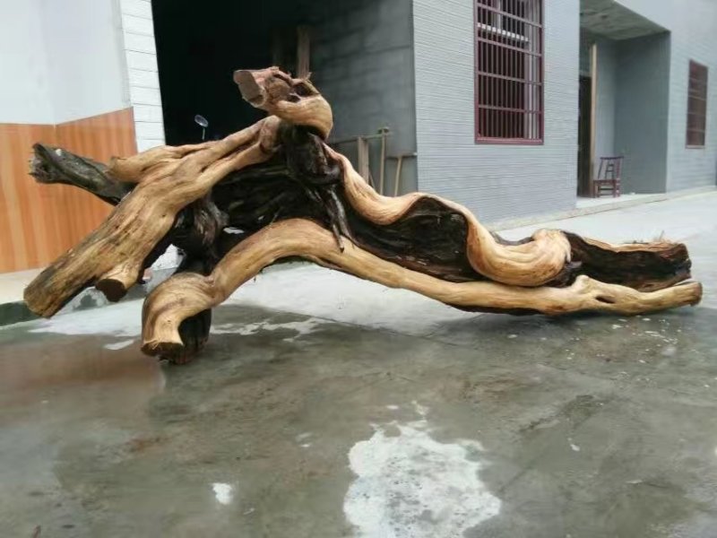 崖柏