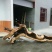 崖柏
