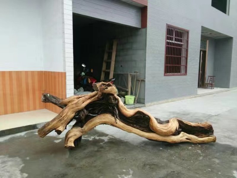 崖柏