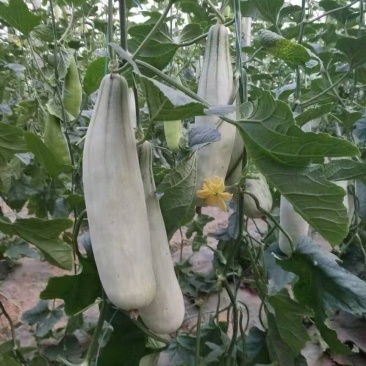 甜瓜羊角蜜甜瓜山东潍坊甜瓜甜瓜口感杠杠滴甜好吃