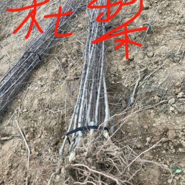 辛夷树