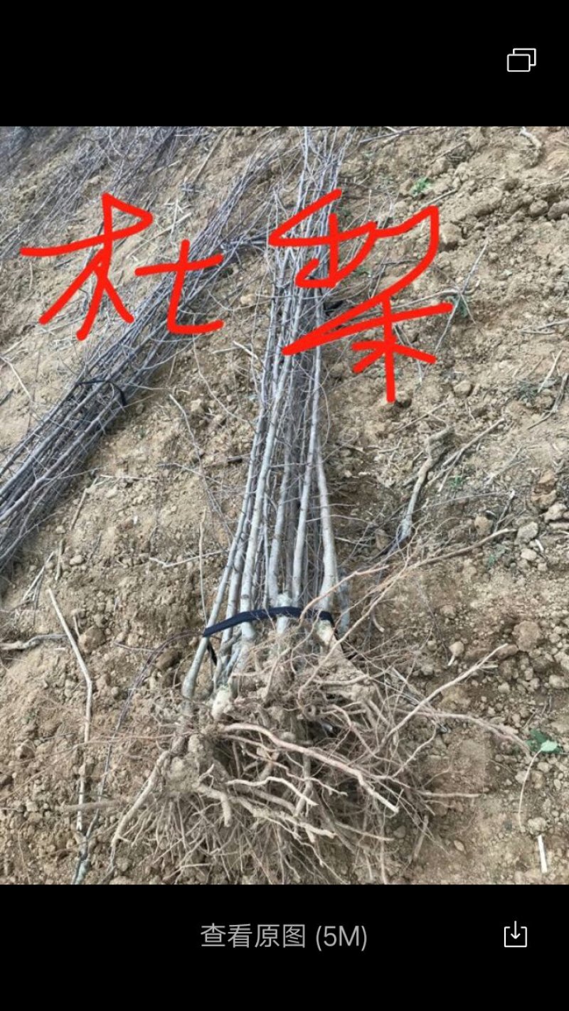 辛夷树