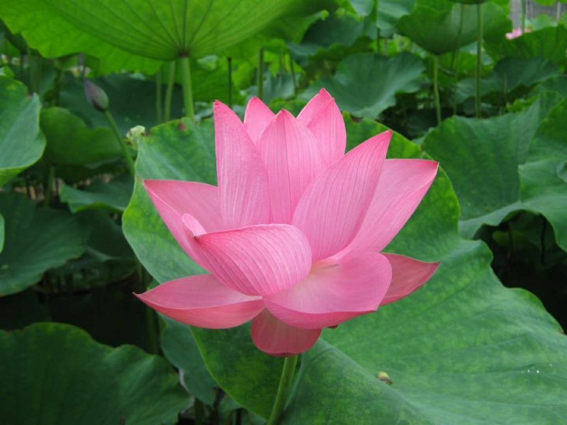 水生花卉荷花/精品荷花/精品睡莲/盆栽！常年供应