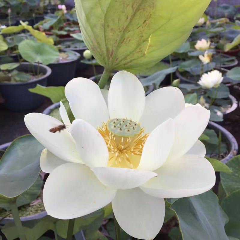 水生花卉荷花/精品荷花/精品睡莲/盆栽！常年供应