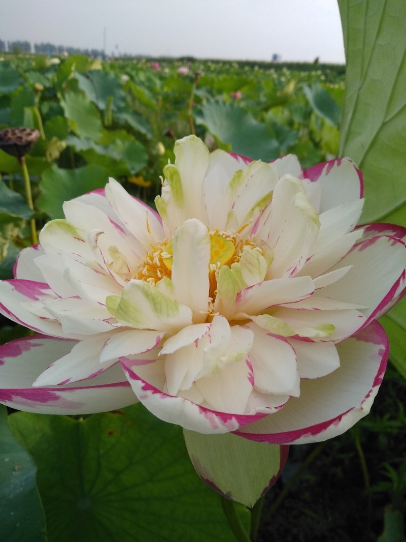 水生花卉荷花/精品荷花/精品睡莲/盆栽！常年供应