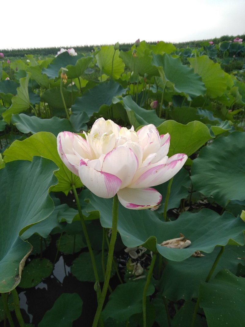 水生花卉荷花/精品荷花/精品睡莲/盆栽！常年供应