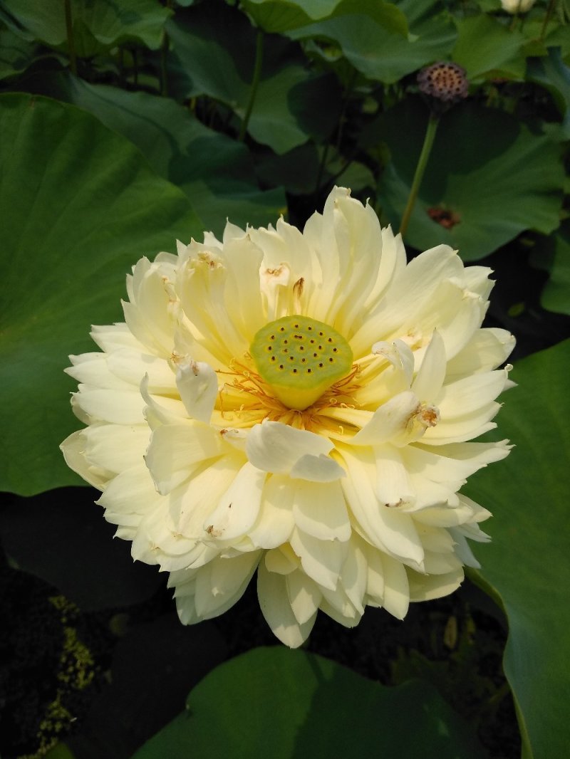水生花卉荷花/精品荷花/精品睡莲/盆栽！常年供应