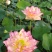 水生花卉荷花/精品荷花/精品睡莲/盆栽！常年供应