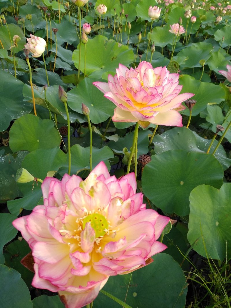 水生花卉荷花/精品荷花/精品睡莲/盆栽！常年供应