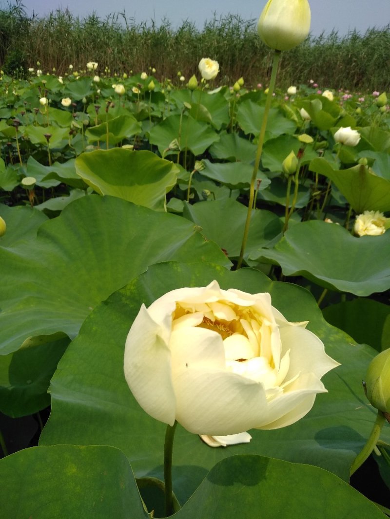 水生花卉荷花/精品荷花/精品睡莲/盆栽！常年供应