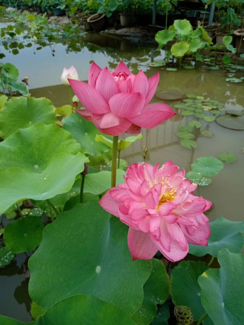 水生花卉荷花/精品荷花/精品睡莲/盆栽！常年供应