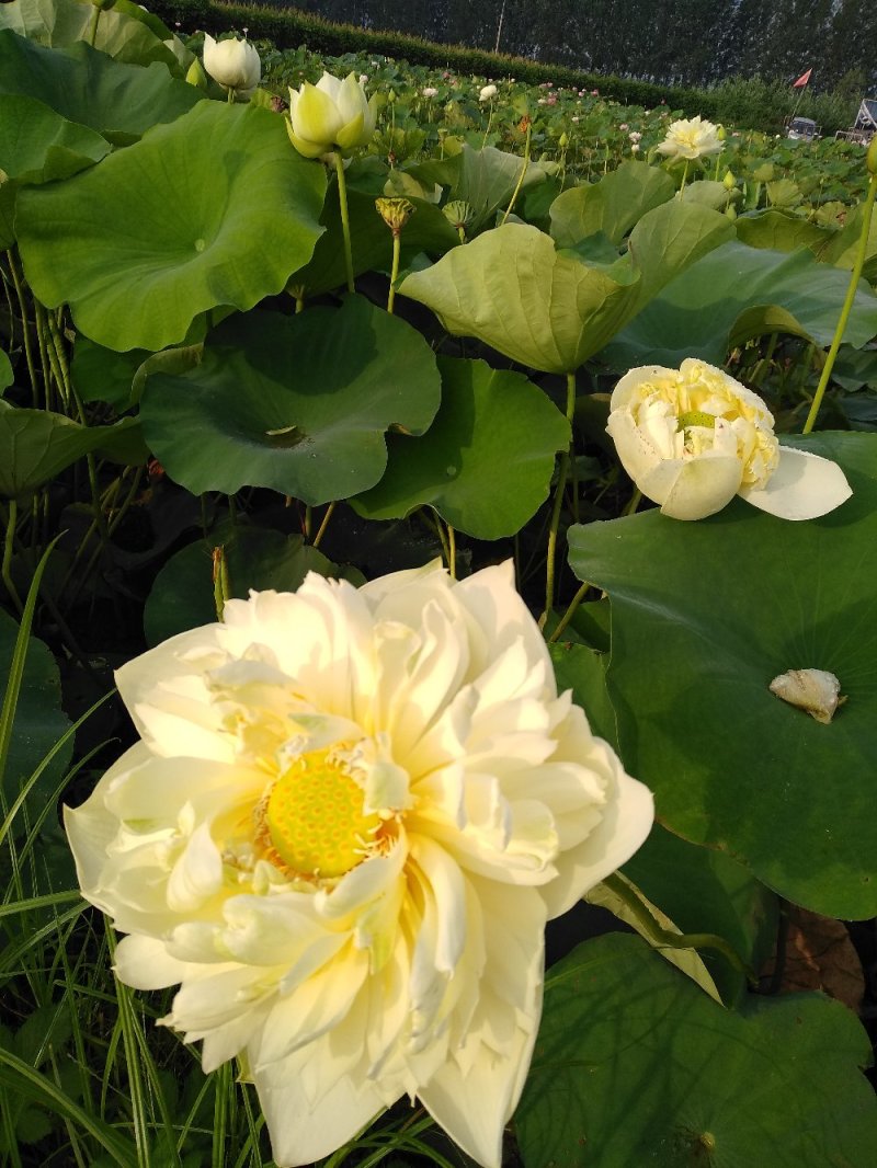 水生花卉荷花/精品荷花/精品睡莲/盆栽！常年供应