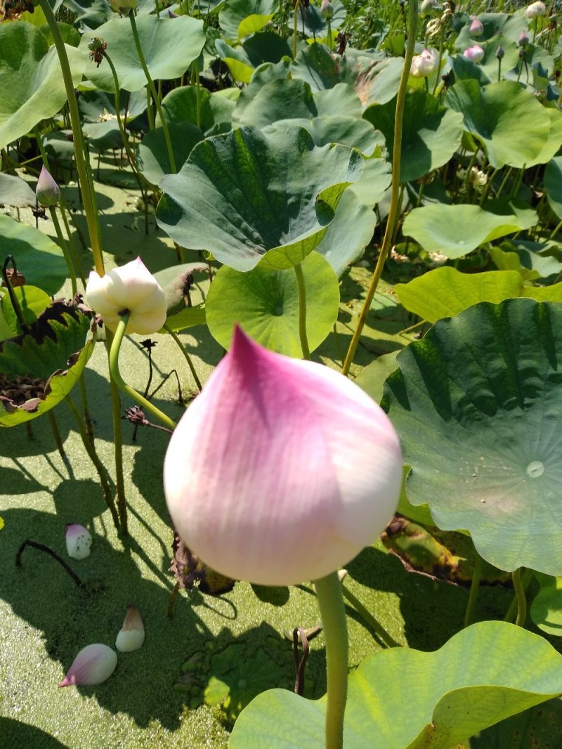 水生花卉荷花/精品荷花/精品睡莲/盆栽！常年供应