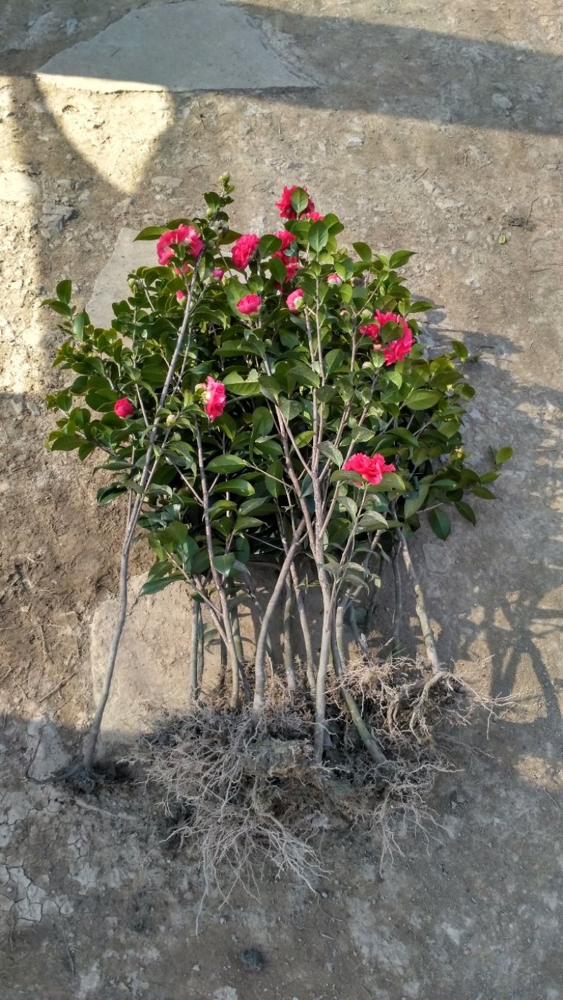 茶花茶花苗茶花树苗山茶花山茶山茶苗