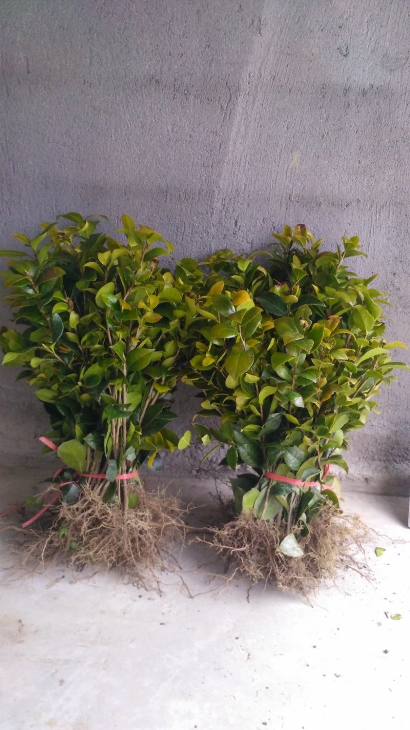 茶花茶花苗茶花树苗山茶花山茶山茶苗