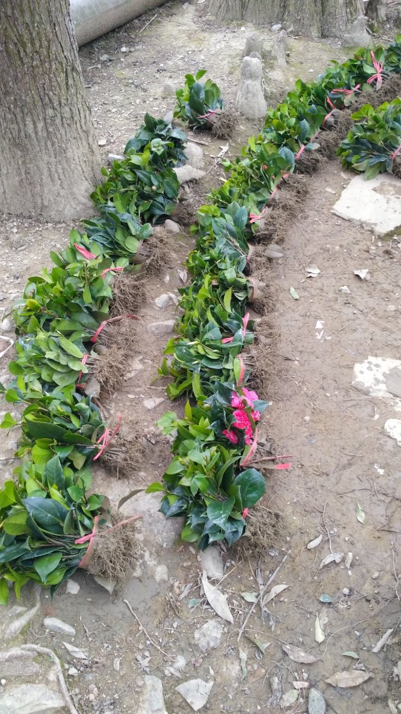 茶花茶花苗茶花树苗山茶花山茶山茶苗