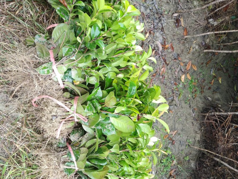 茶花茶花苗茶花树苗山茶花山茶山茶苗