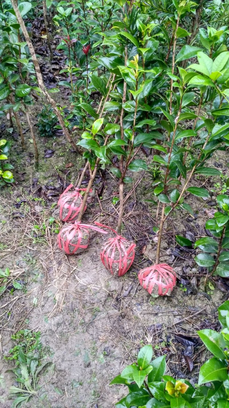 茶花茶花苗茶花树苗山茶花山茶自产自销批发价
