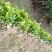 茶花茶花苗茶花树苗山茶花山茶自产自销批发价