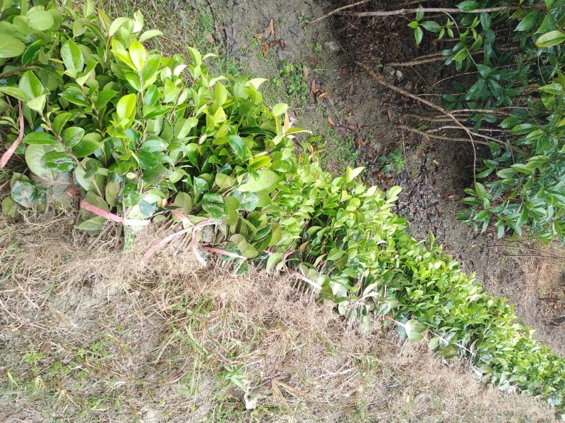 茶花茶花苗茶花树苗山茶花山茶自产自销批发价