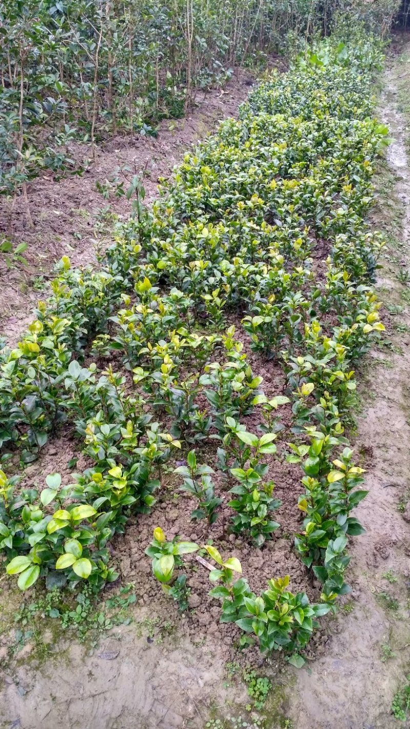 茶花茶花苗茶花树苗山茶花山茶自产自销批发价
