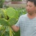 广昌太空莲藕种苗，‘专产莲子的品种