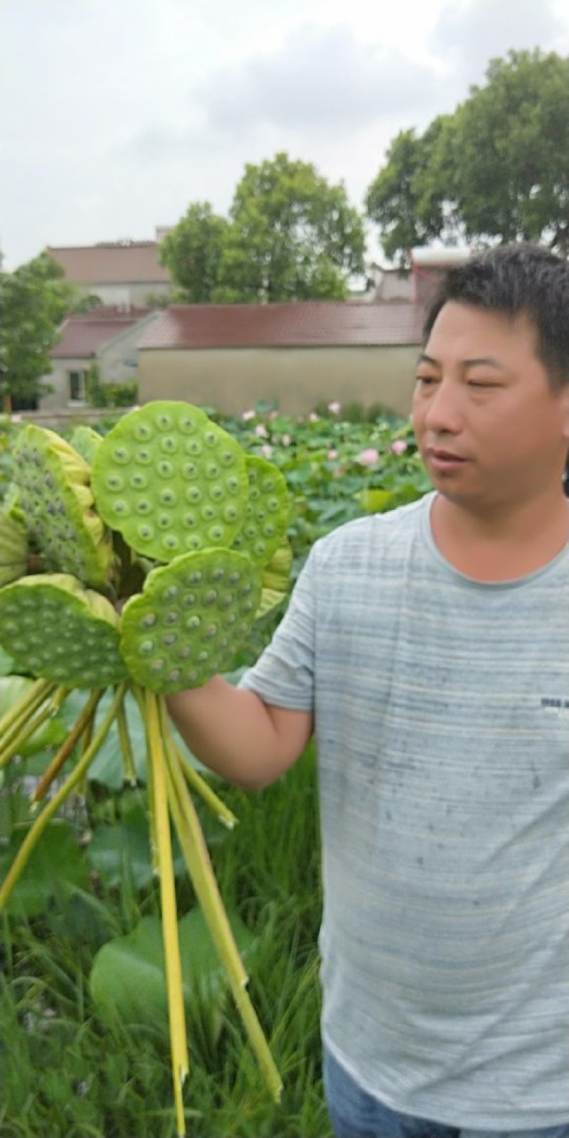 广昌太空莲藕种苗，‘专产莲子的品种