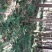 柳杉苗30~40cm