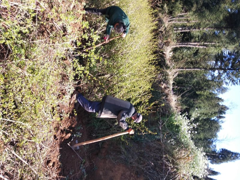 刺梨苗30~50cm