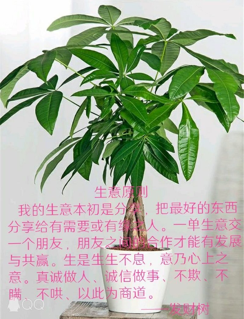 发财树种子包邮