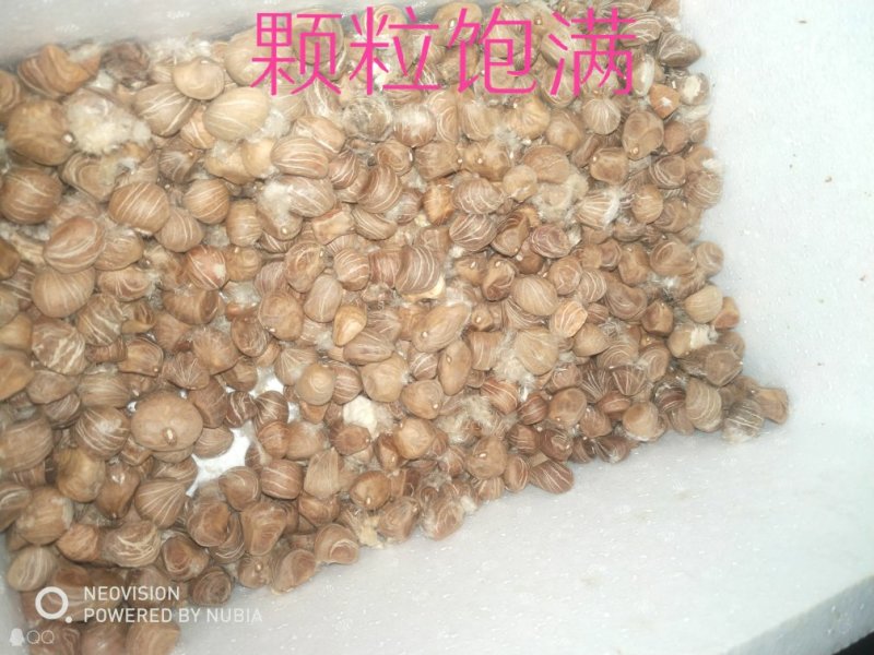 发财树种子包邮