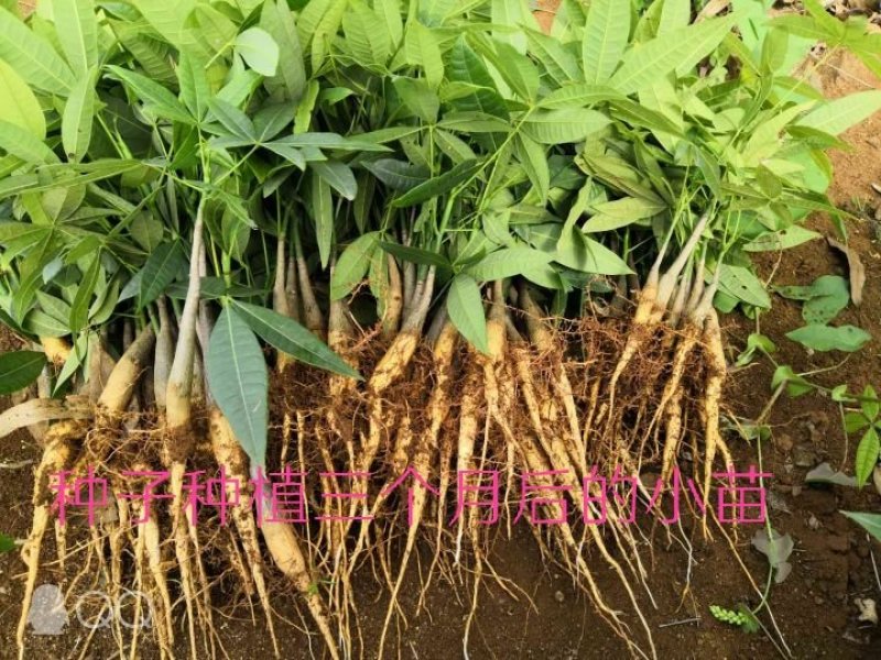发财树种子包邮