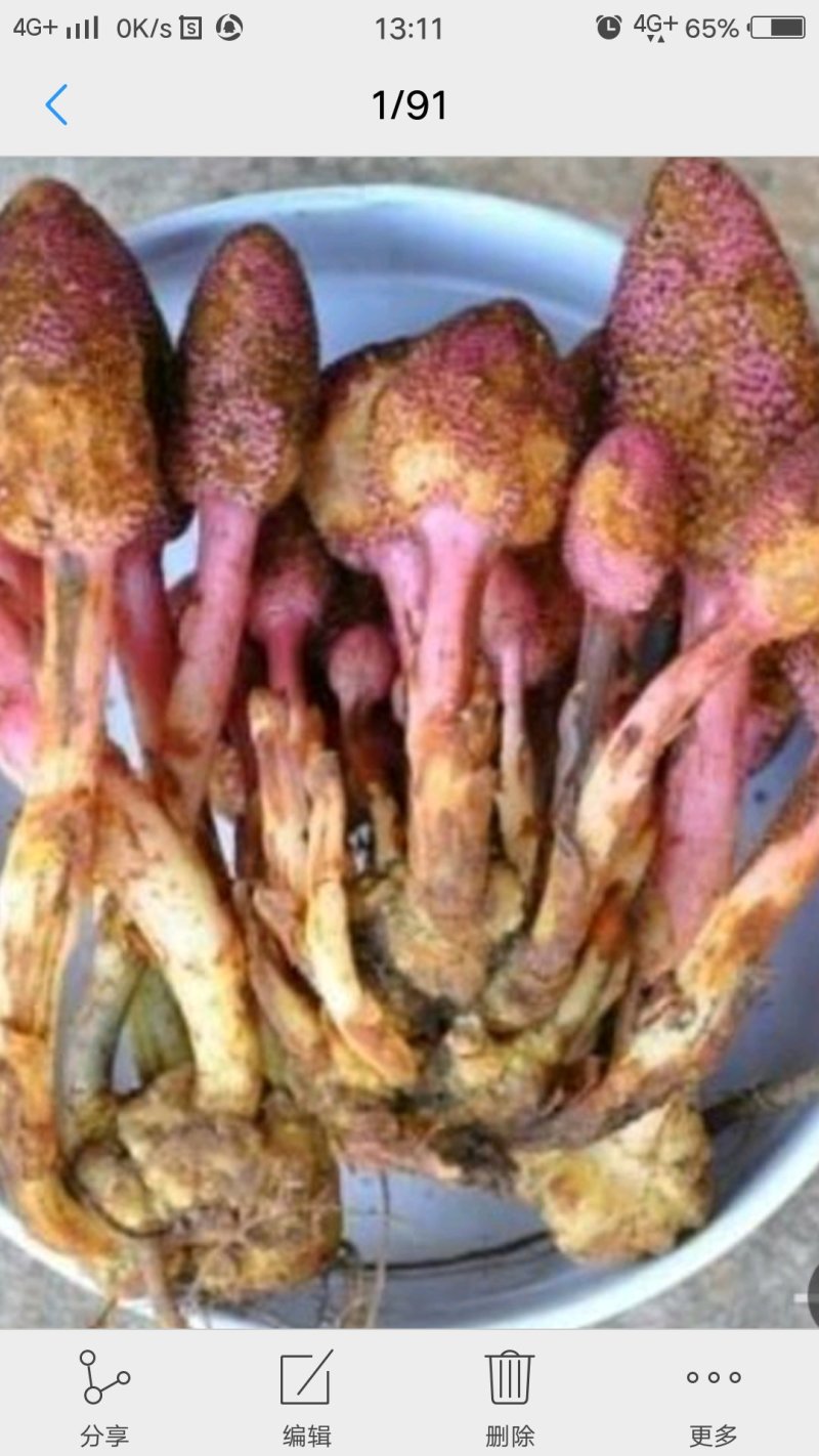 蛇菰