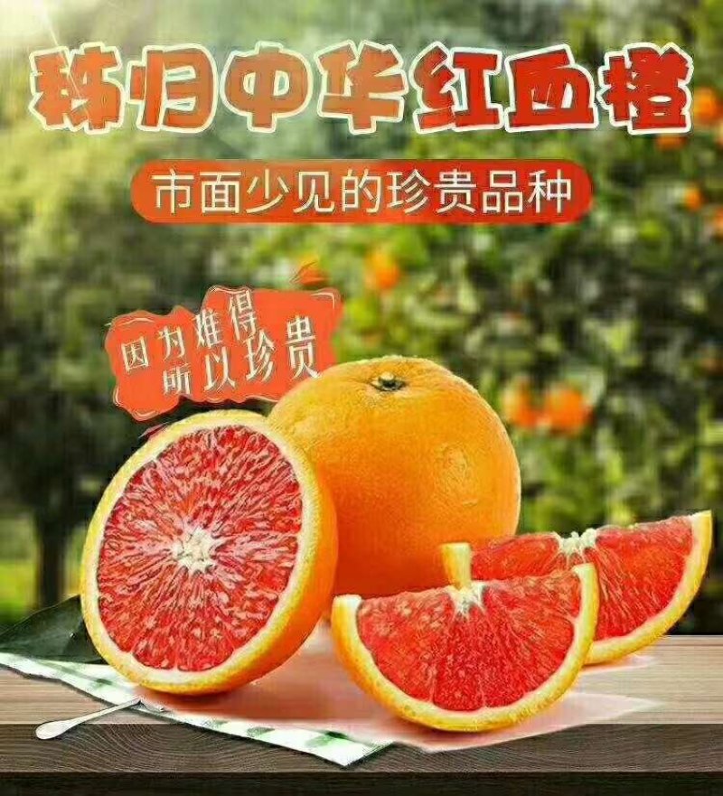 血橙产地直销大量供应个大皮薄口感甜蜜水分充足