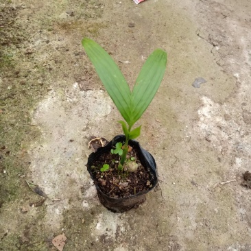 基地直销三药槟榔苗棕榈科常绿植物园林绿化苗木