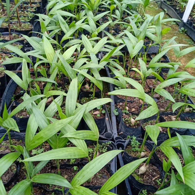 基地直销三药槟榔苗棕榈科常绿植物园林绿化苗木