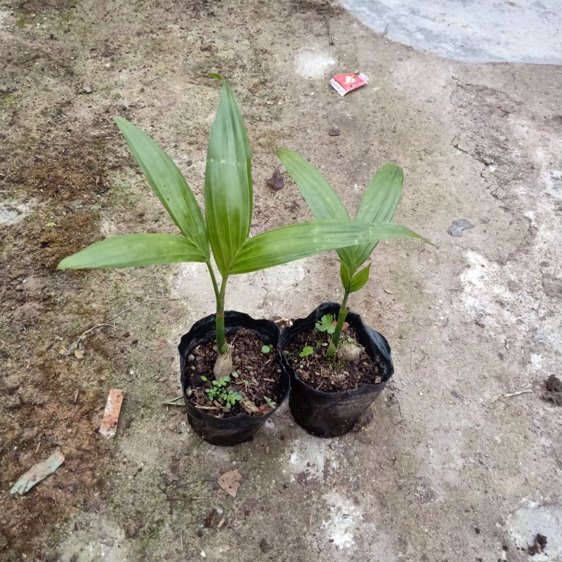 基地直销三药槟榔苗棕榈科常绿植物园林绿化苗木