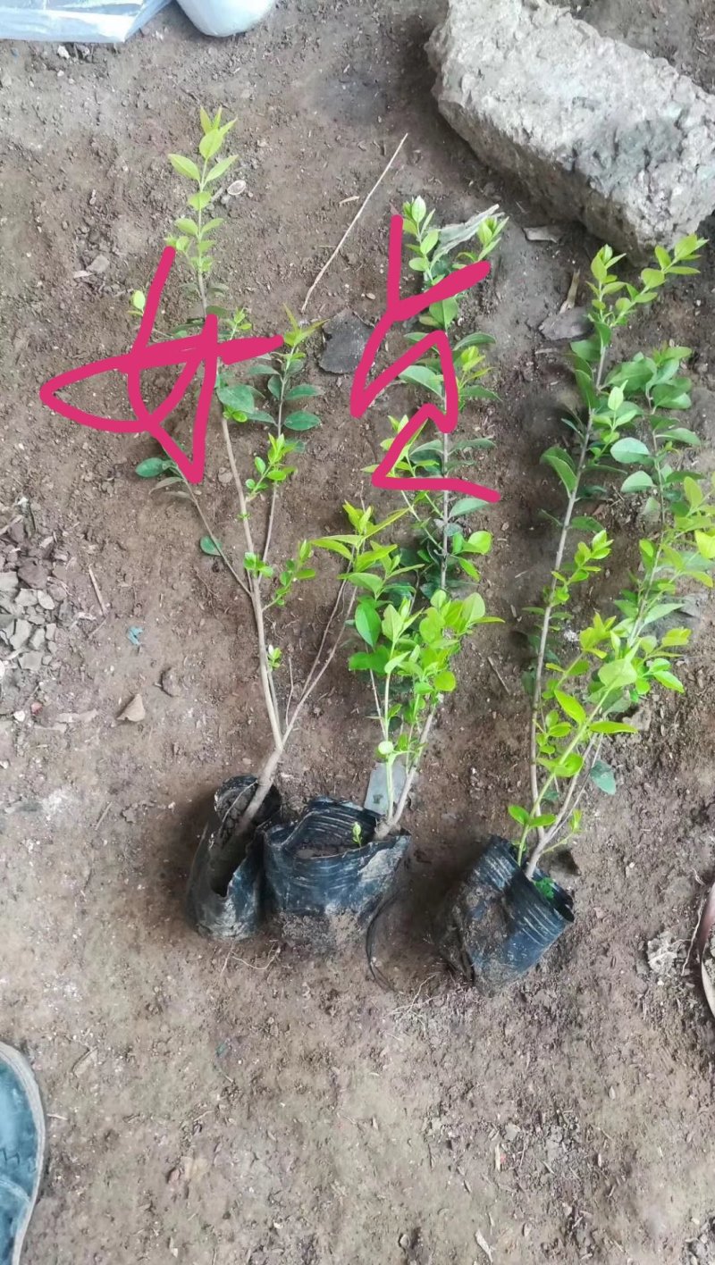 带杯女贞，一米女贞球