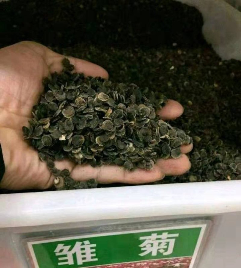 雏菊种子花海种子进口小雏菊可货到付款