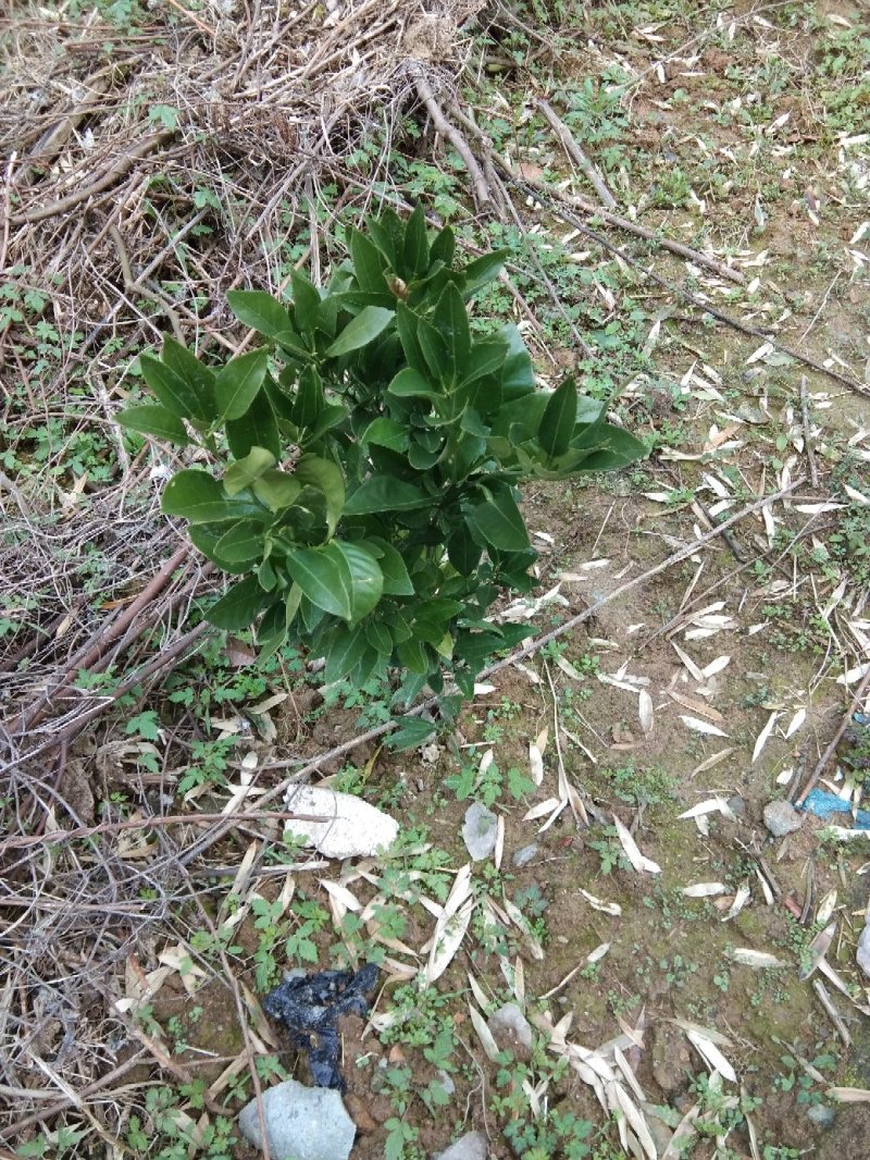 甘平明日见由良等柑橘苗供应