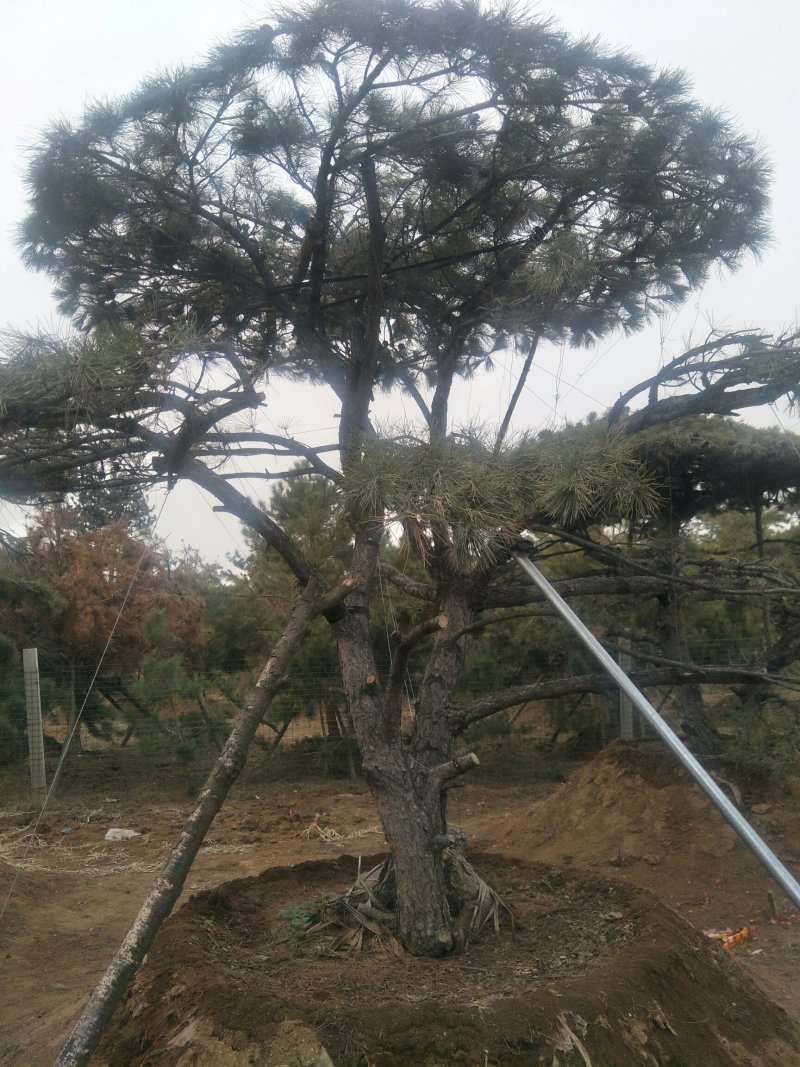 造型松