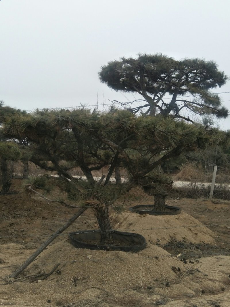 造型松