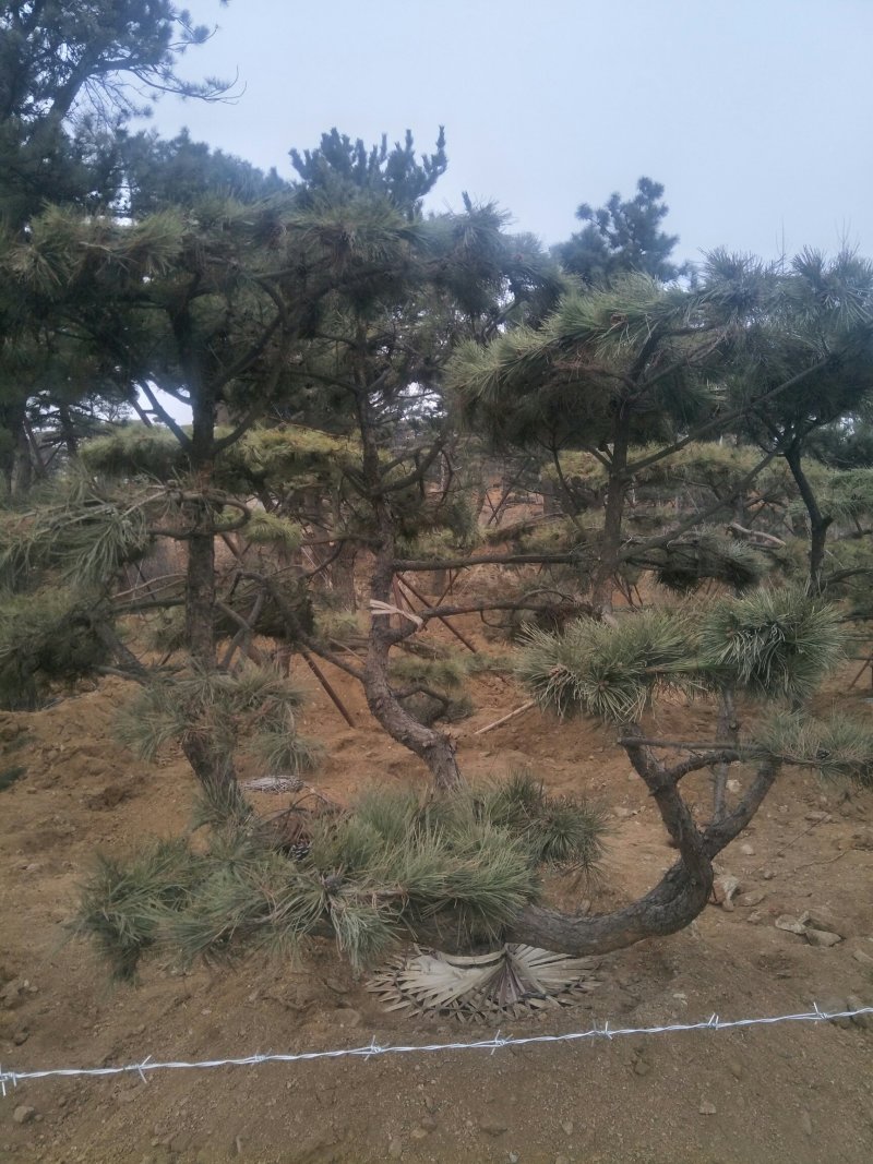 造型松