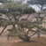 造型松