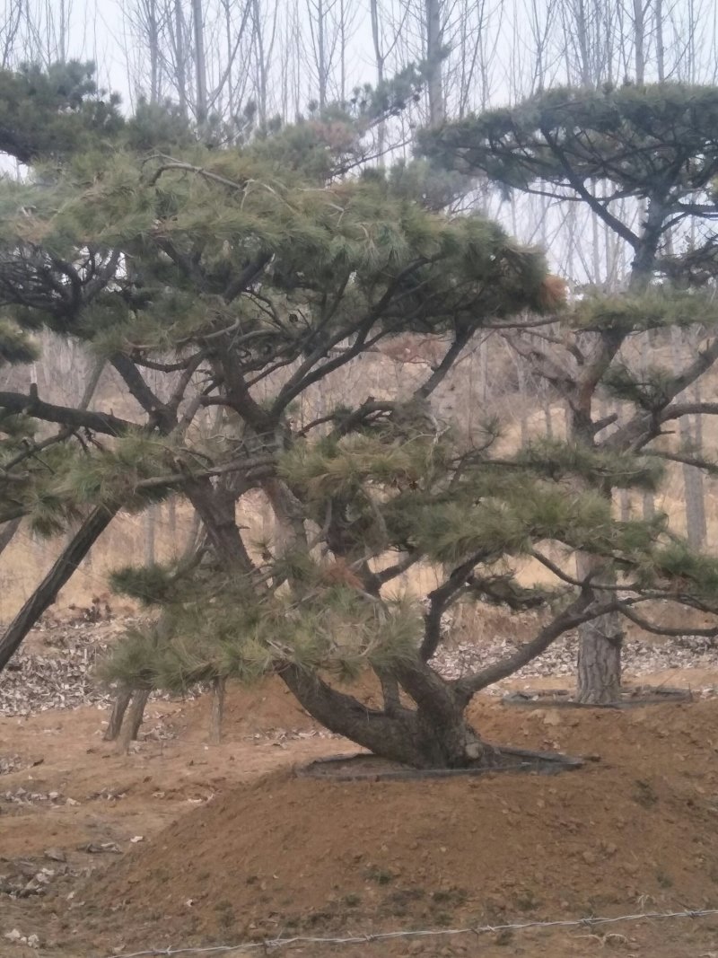 造型松
