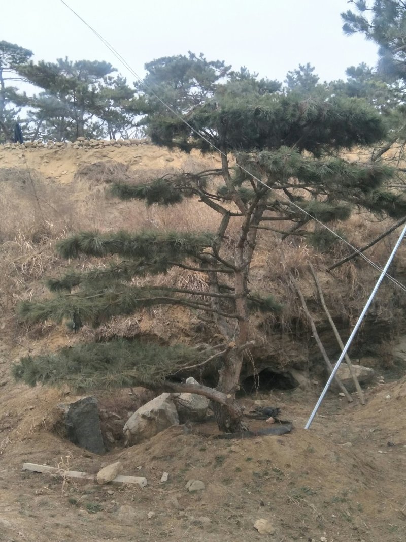 造型松